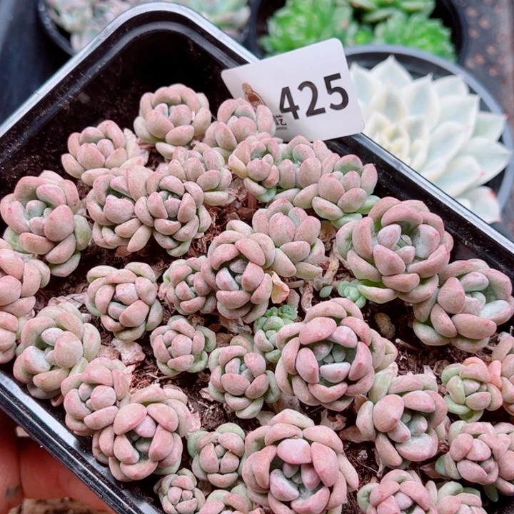 多肉植物多肉植物