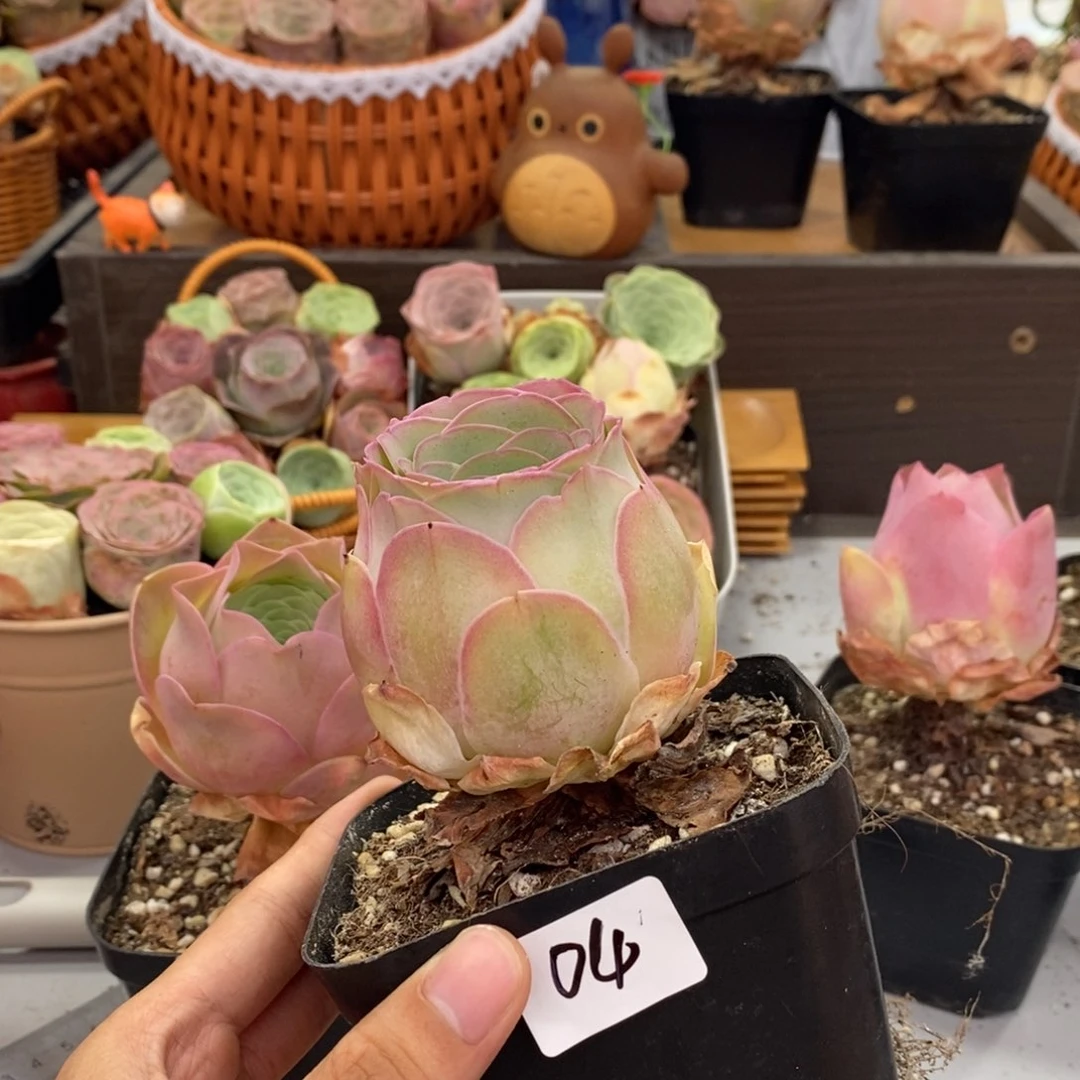 山地玫瑰000000004