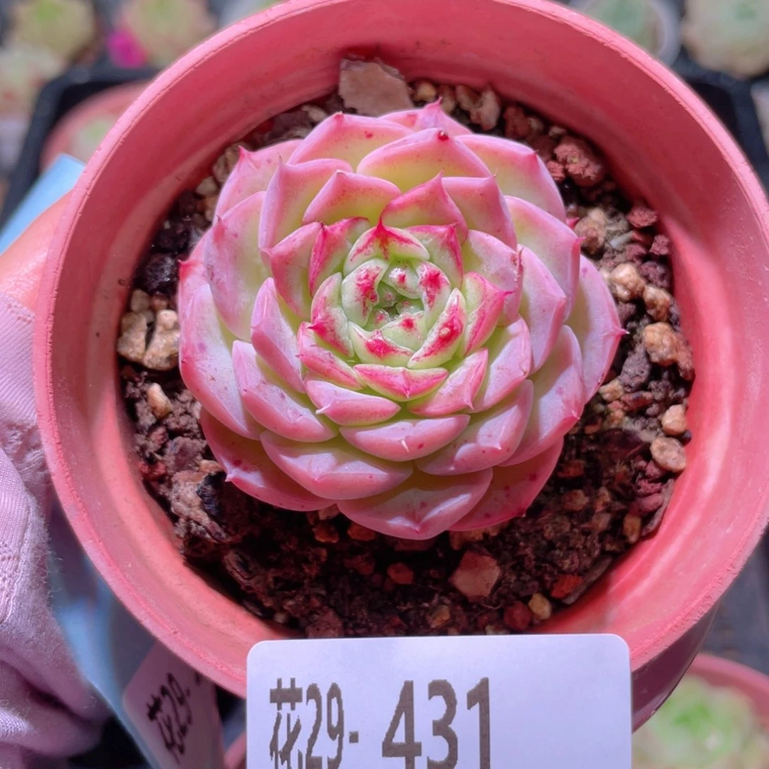 花利美29-431落霞