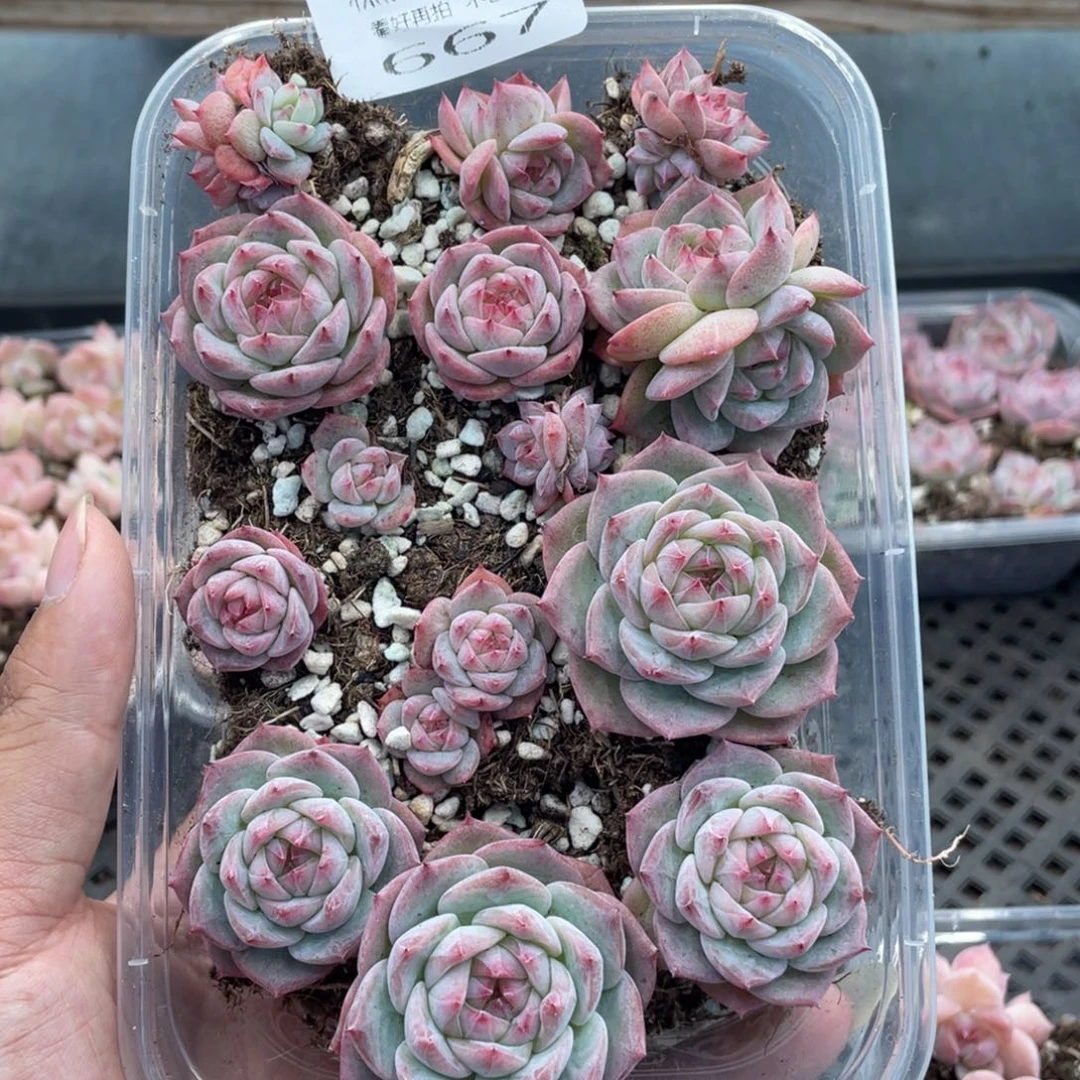 云糖心多肉植物667