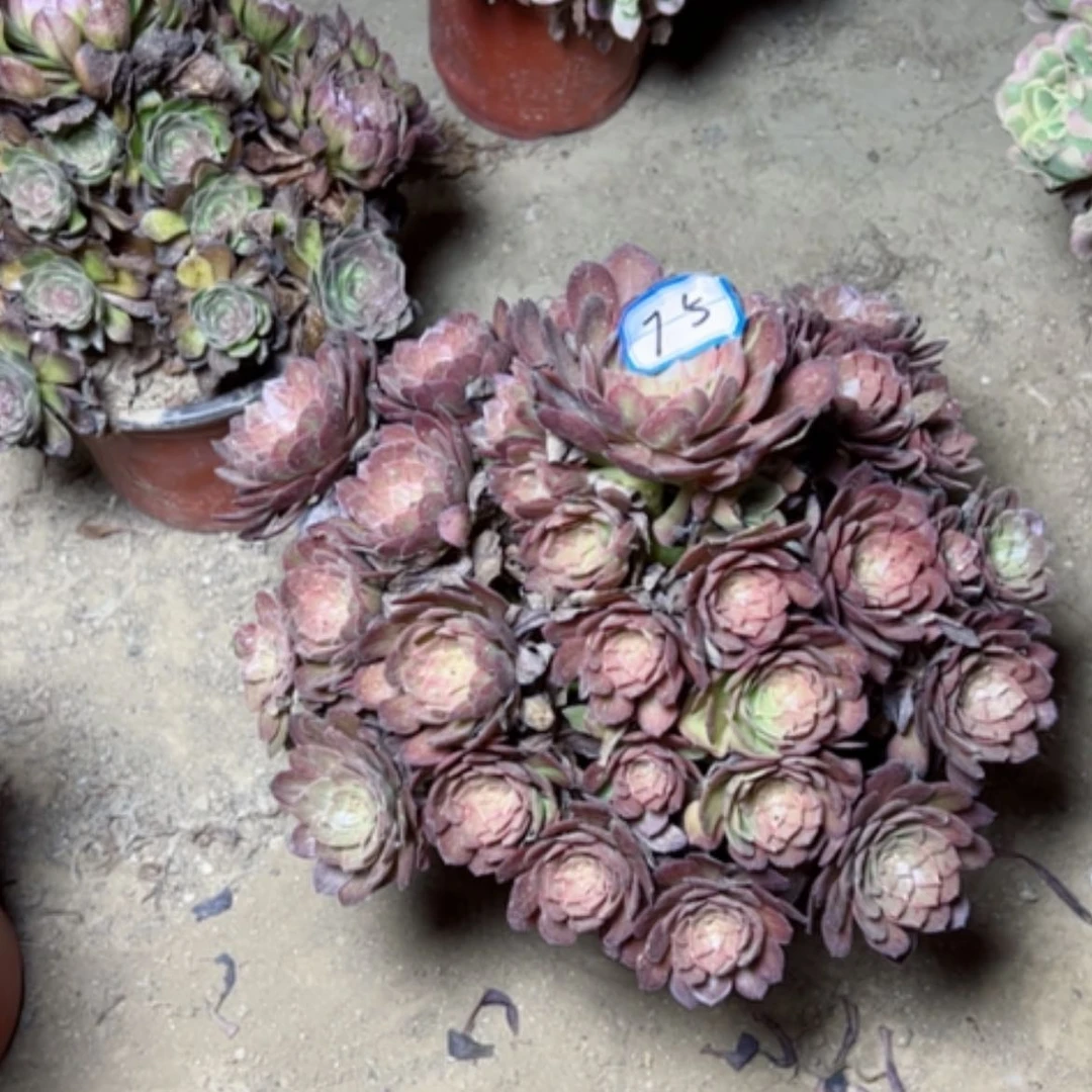 【闪购商品】多肉植物红霞75