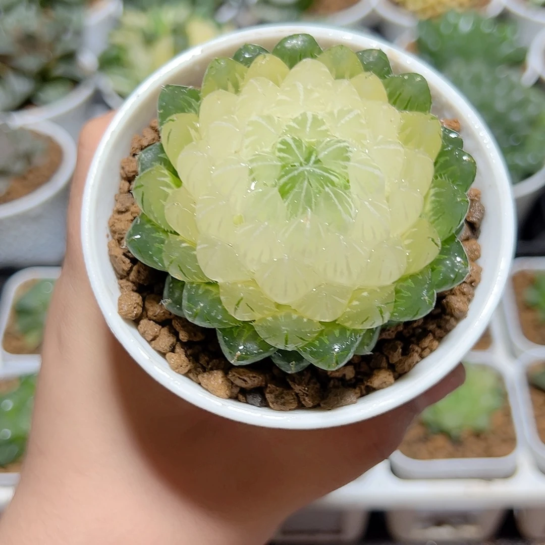 水晶宝莲灯原盆原土