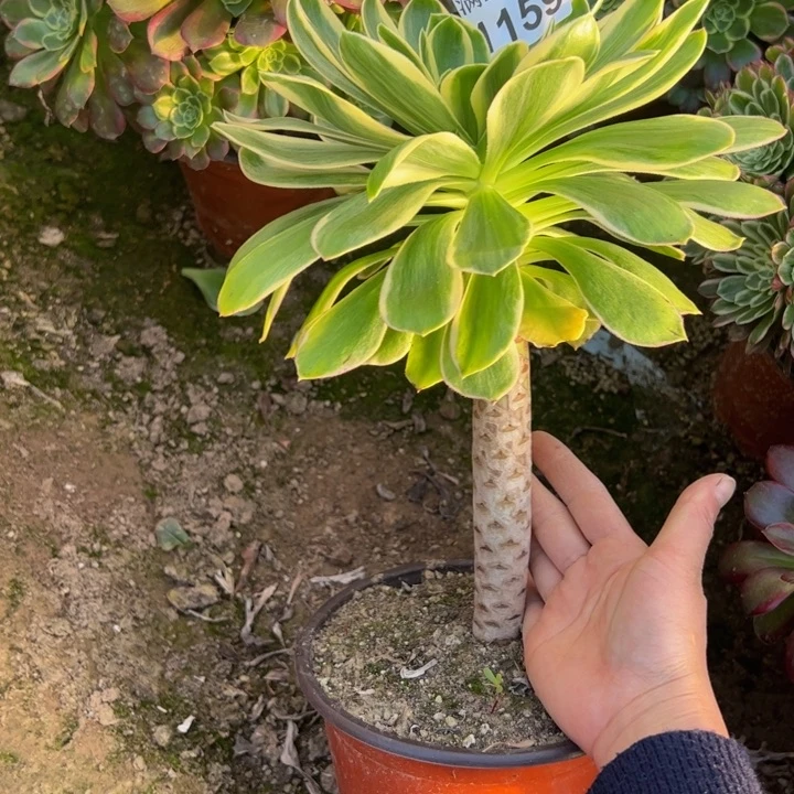 1159玫瑰锦多肉植物