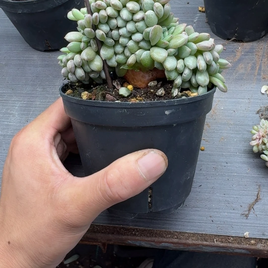 凌雪树缀无砍多肉