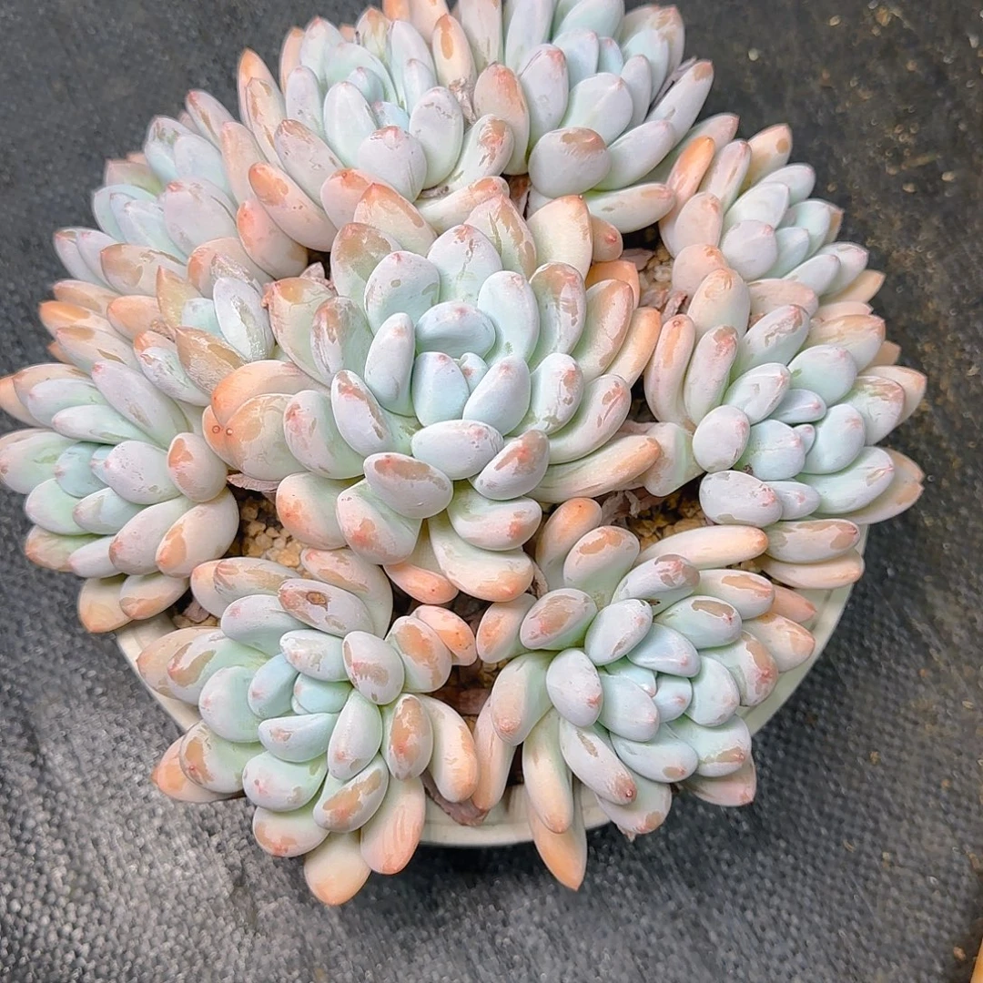 逆***林香水多肉植物多肉多肉