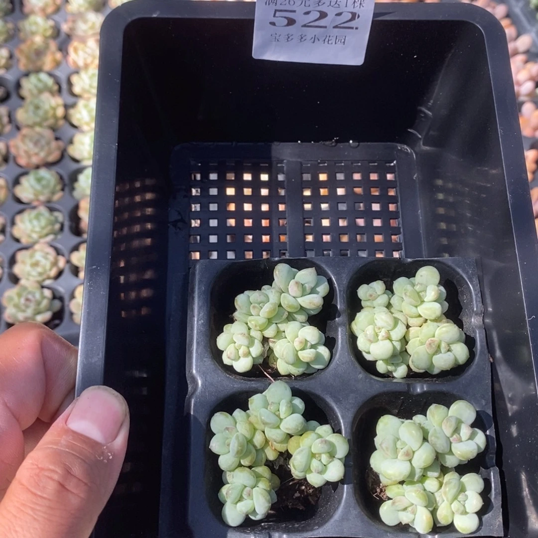 522号量拍多肉满20元包邮满26送一颗