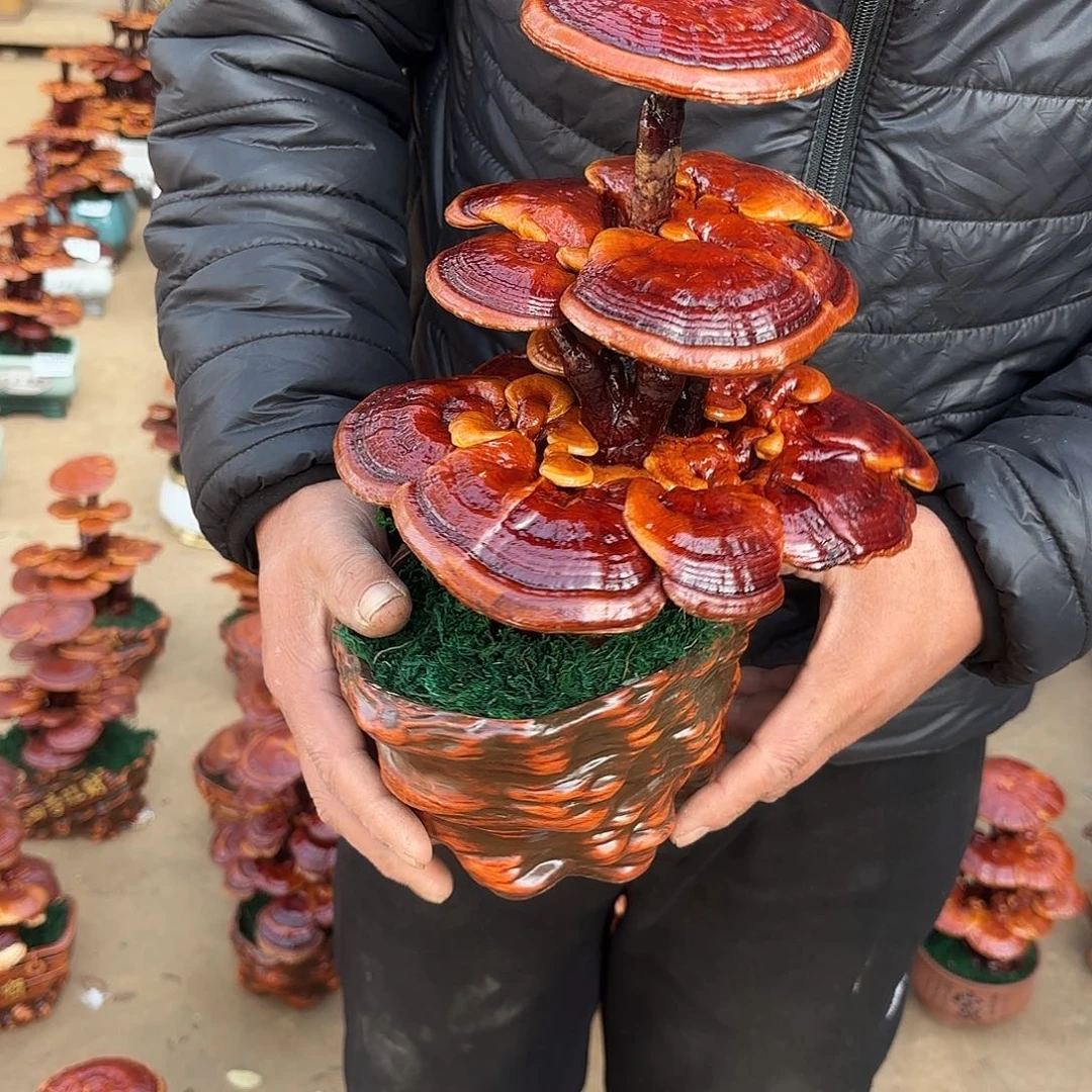 无花朵灵芝是我国著名植物