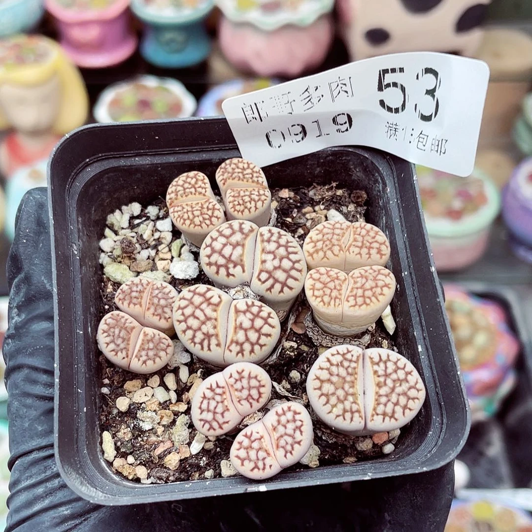 生石花满18包邮0919-53