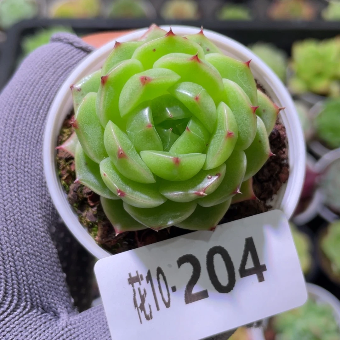 花利美 10-204海王