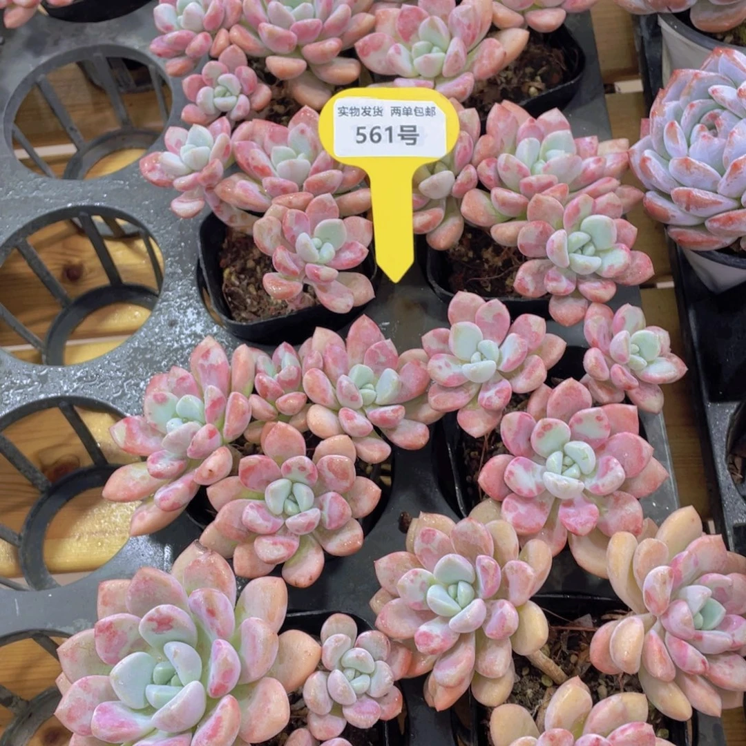 561号 老桩花斑鹭白鹭多头群一个