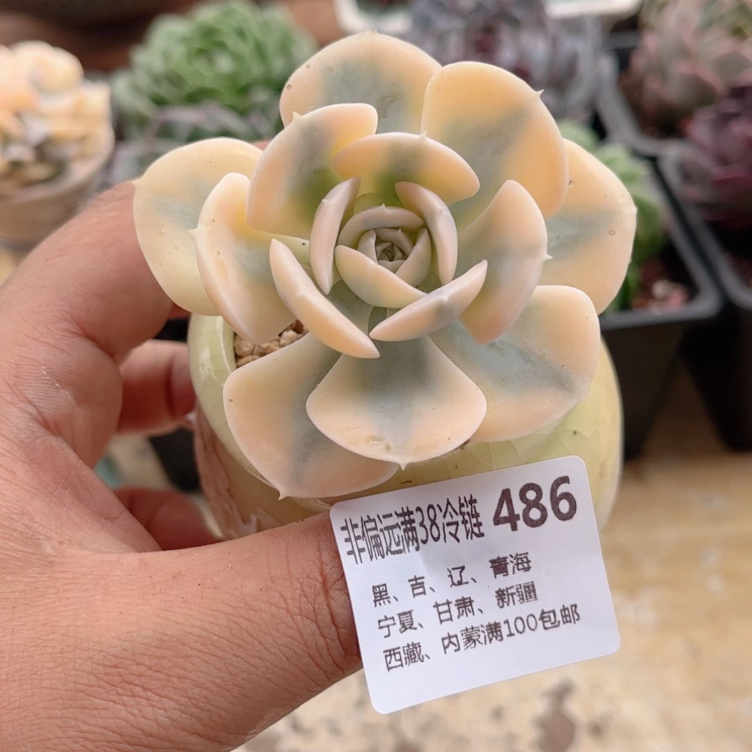 486鲁氏锦德华多肉