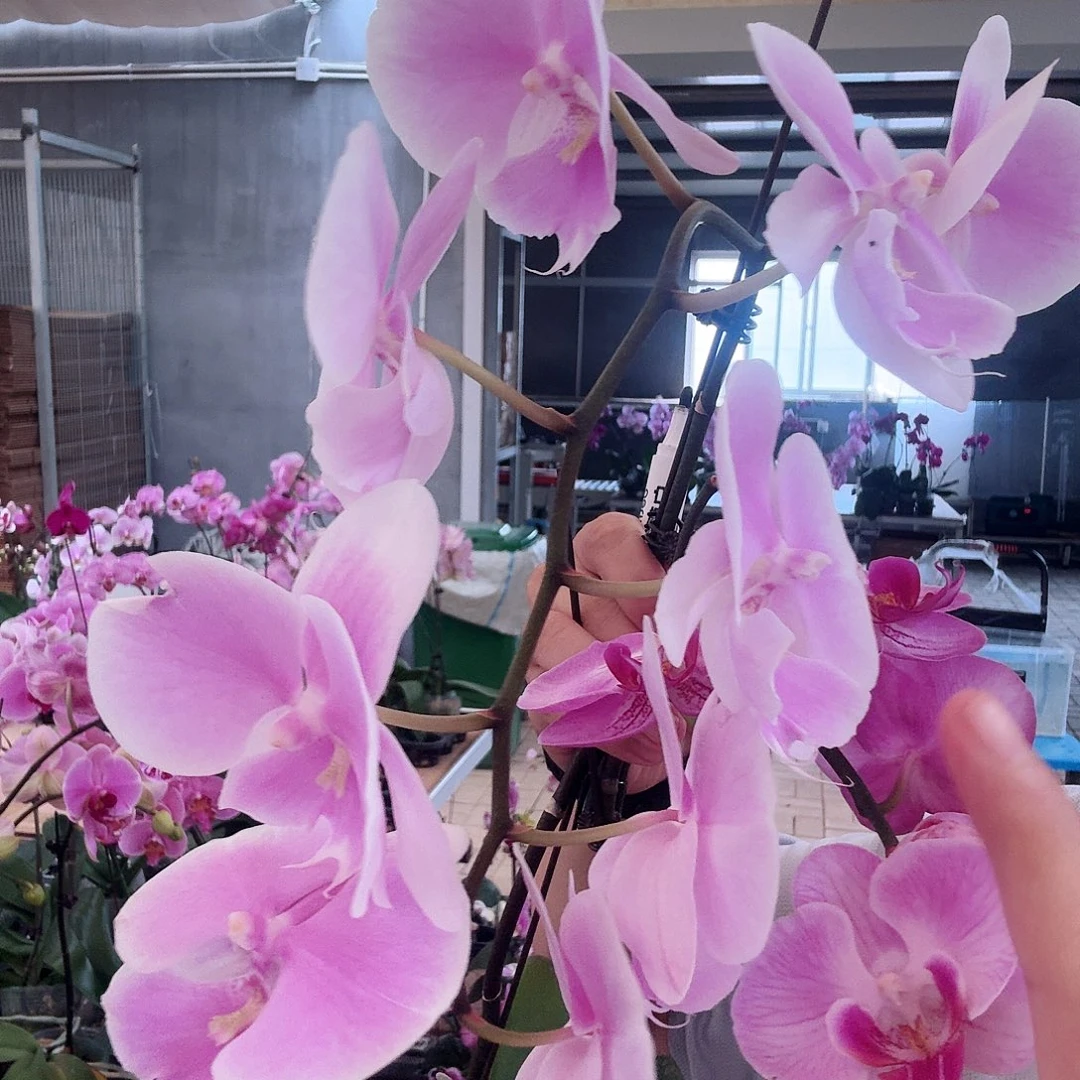 完全开放016梦幻婚礼➕苗子