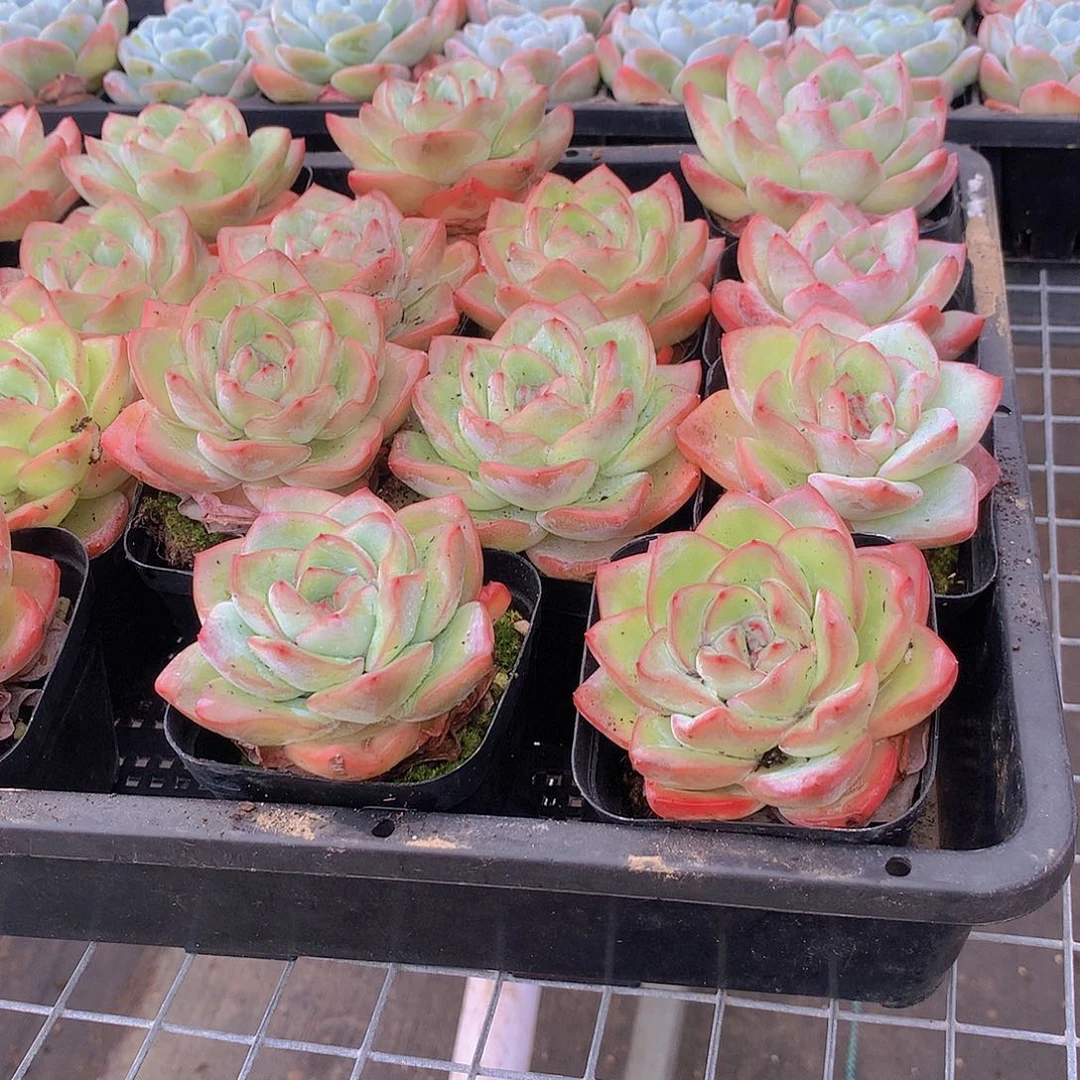 两颗泡芙46789900000