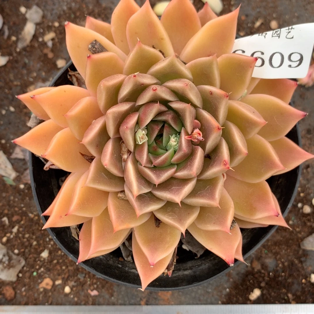 6609杂交精品基地10厘米