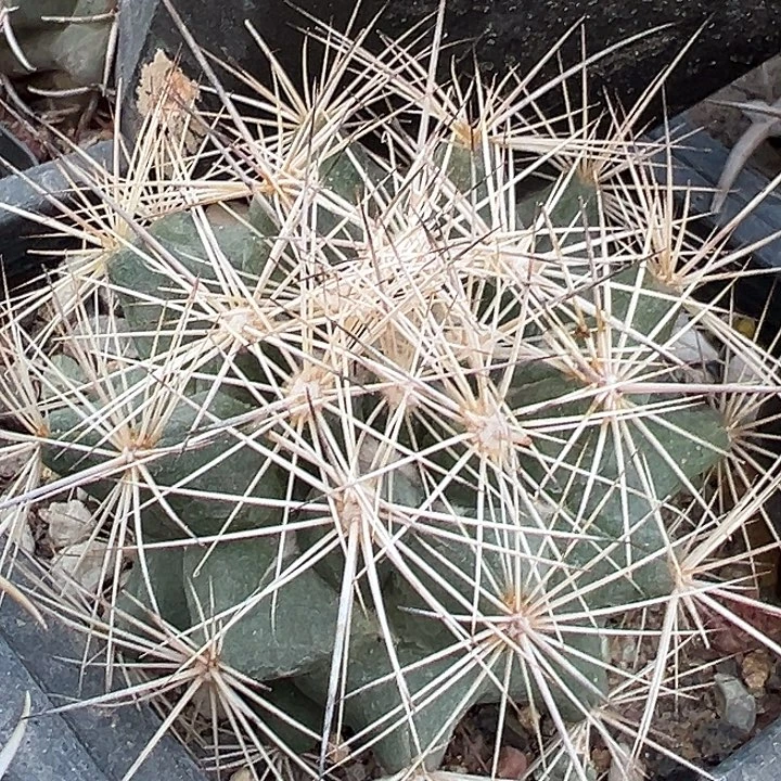 自根养定。枪骑士。