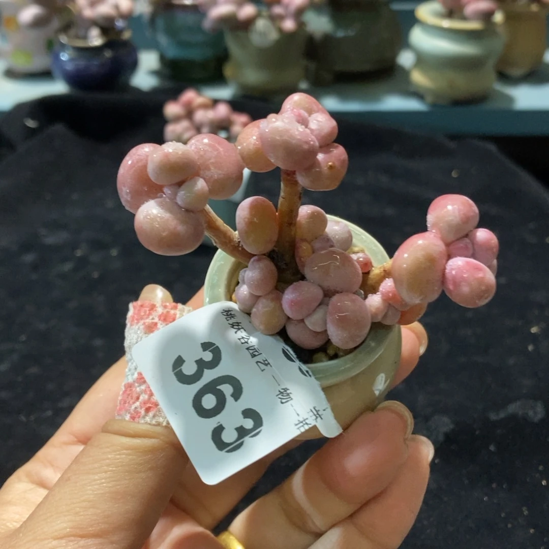 363糖果腰子蛋带盆土
