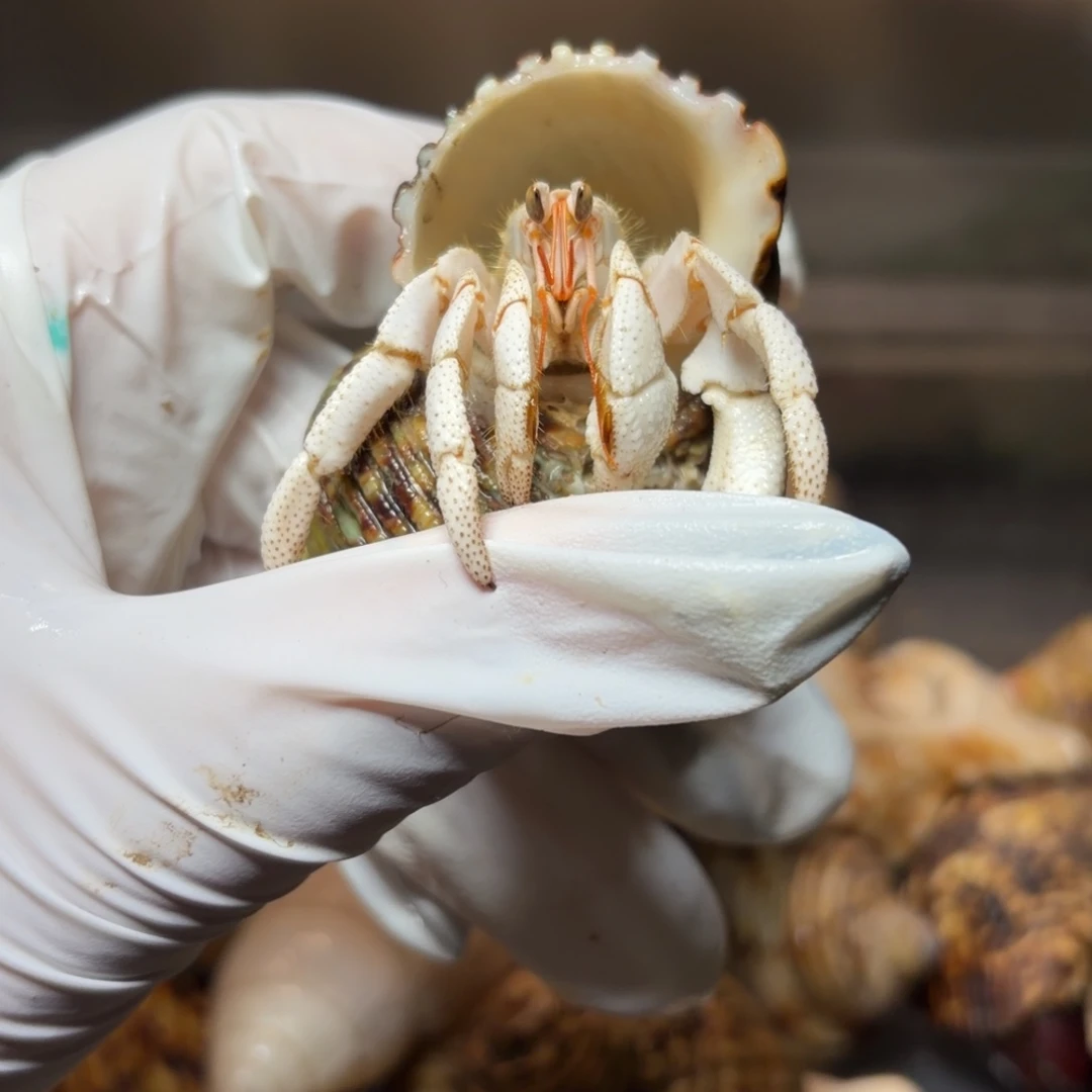 纯白莫桑白草口径2.0口