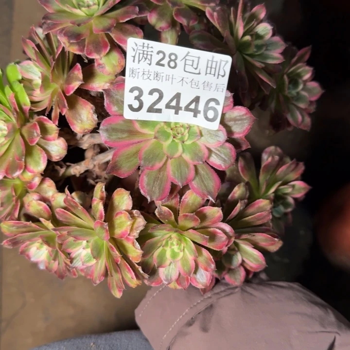32446粉钻不包断枝