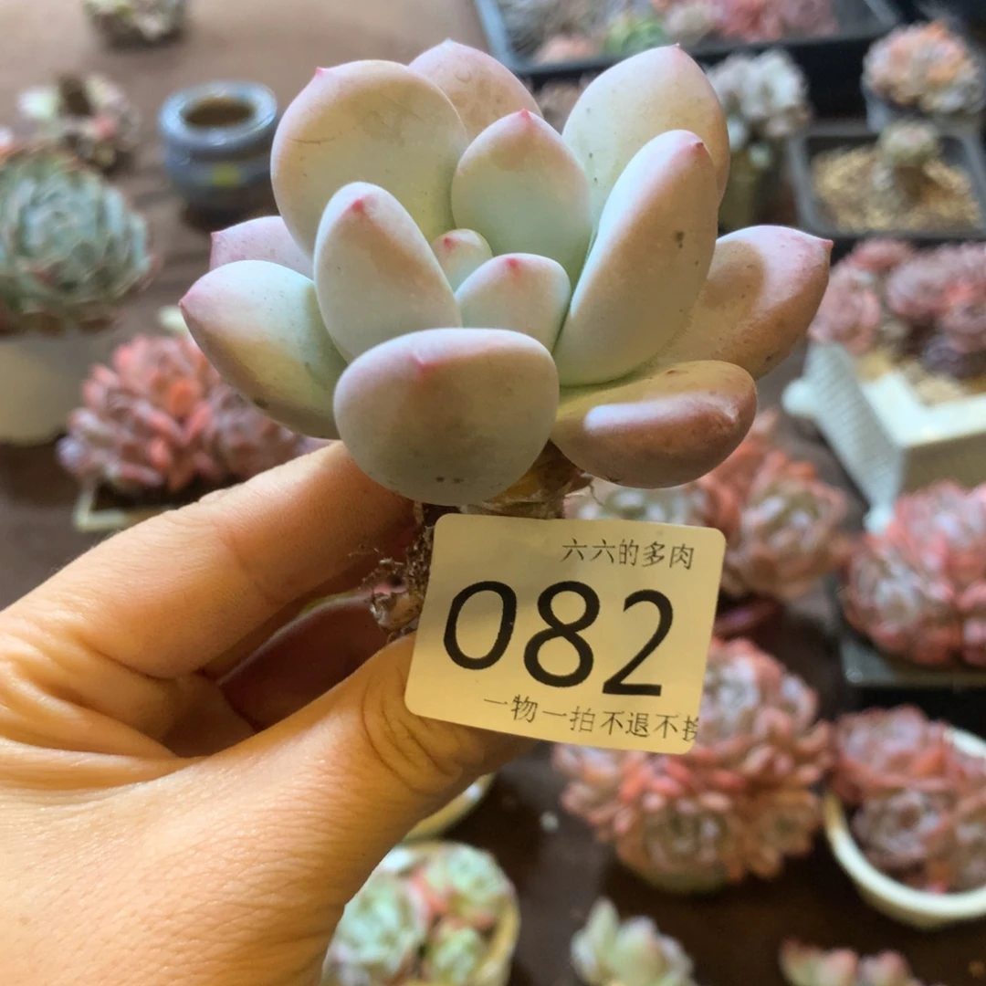 82哈哈哈哈哈哈哈哈哈哈哈哈