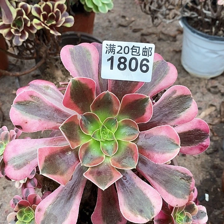 1806 一颗法师多肉