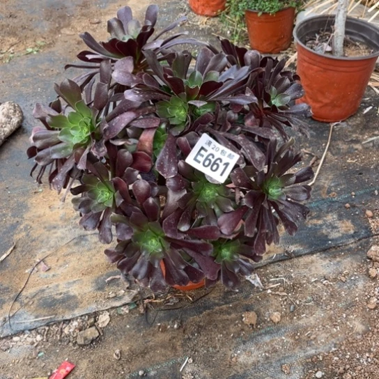 661欧紫法师不包断枝