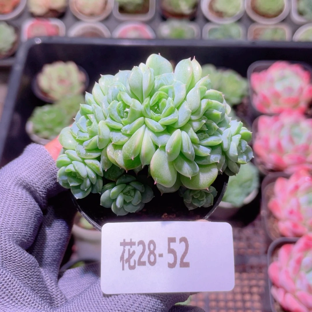 花利美28-52珍妮缀化