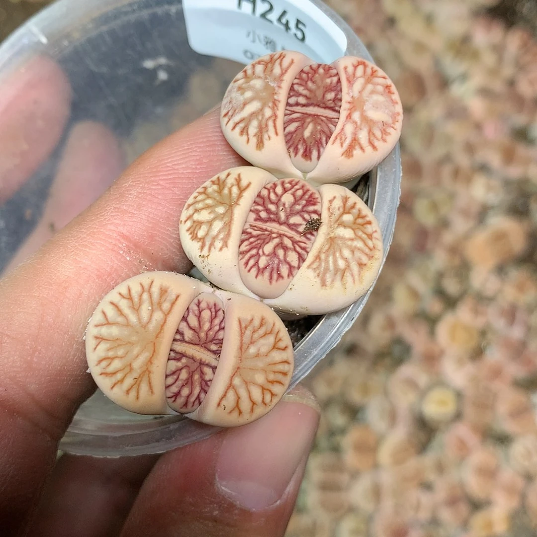 H245多肉植物保护