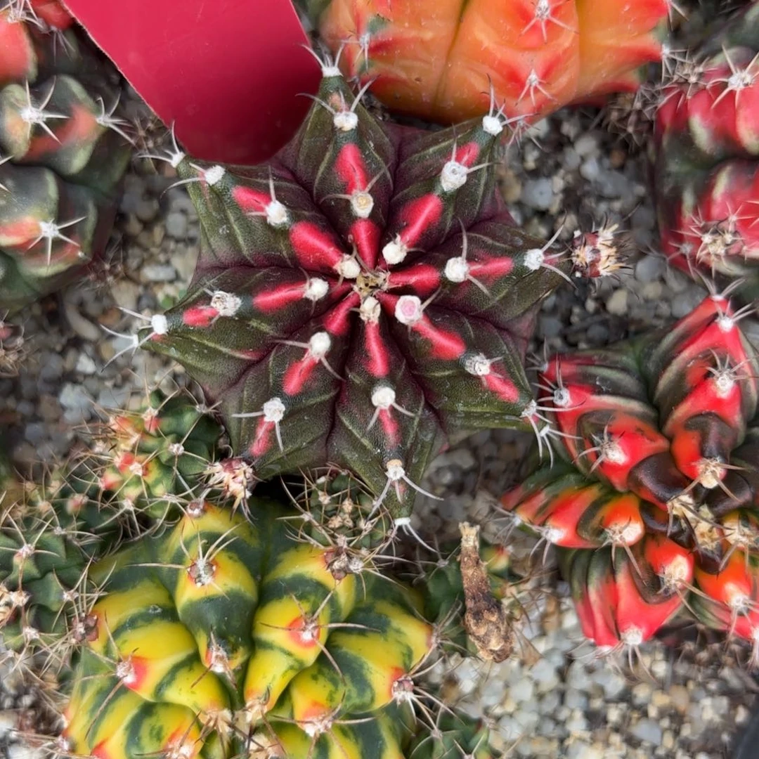 195-1130泰国发货多肉