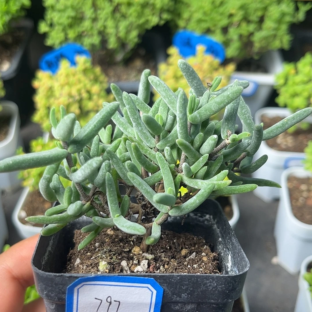 797香蕉。