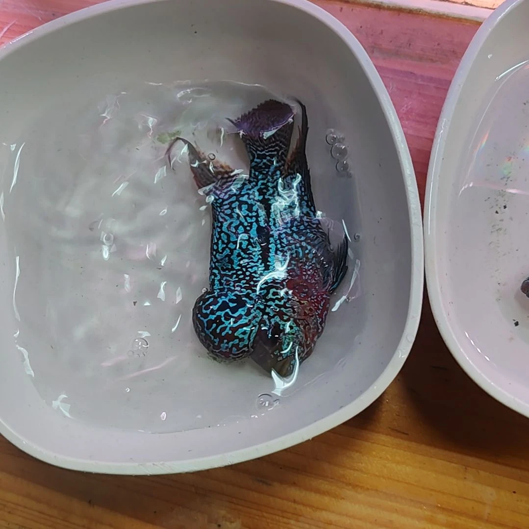 罗汉鱼魚66666666666