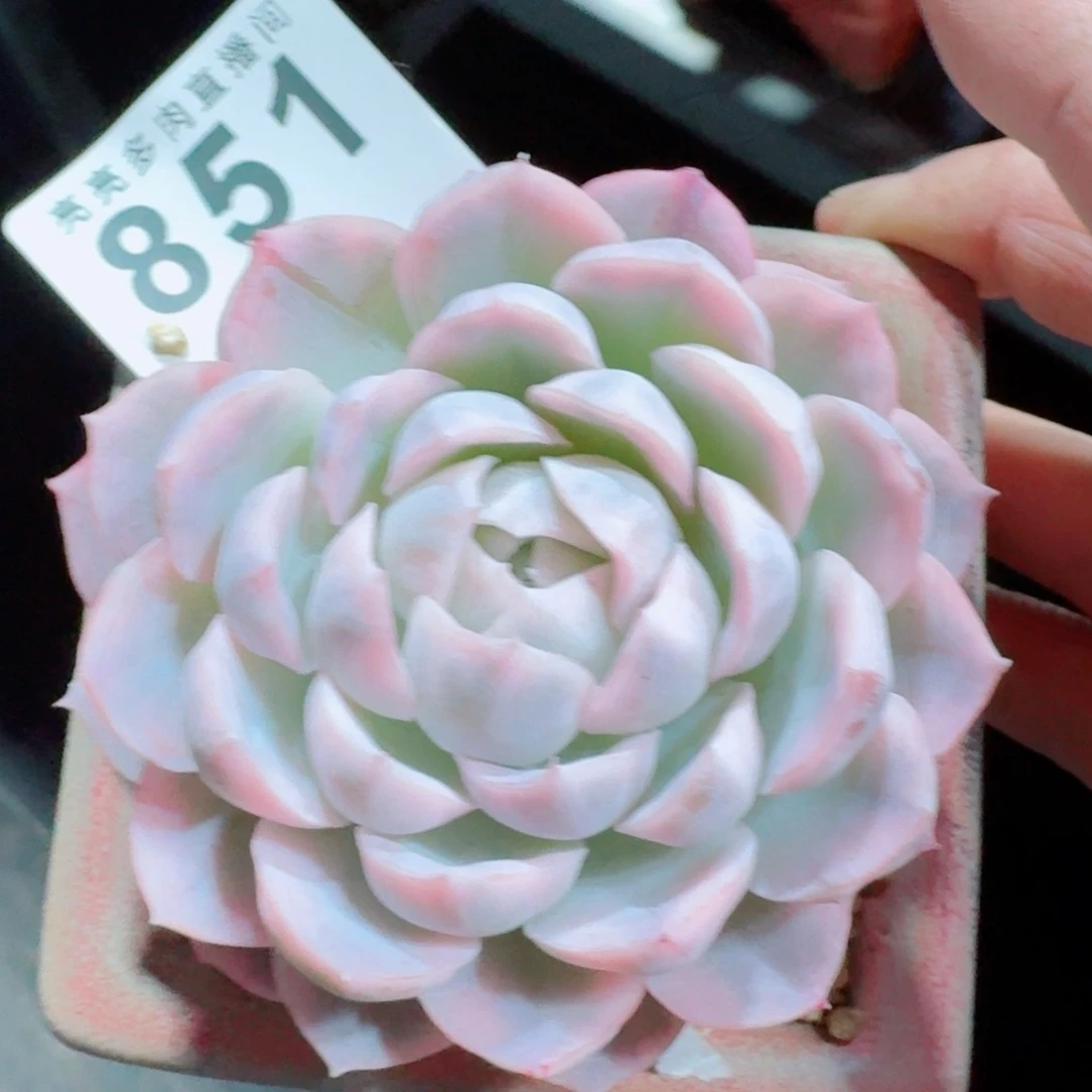 雪球锦      愿你一路坦途，乘风破浪展宏图