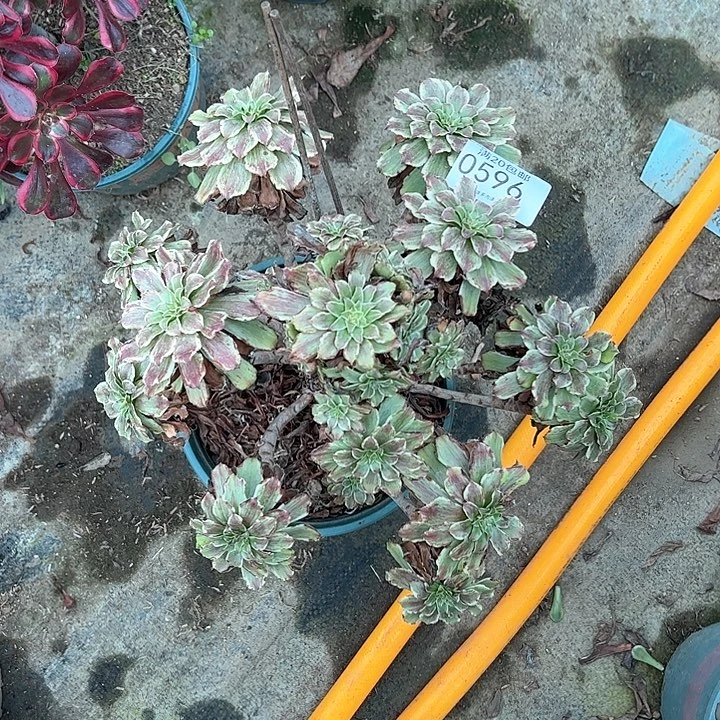 月***徭0596粉黛多肉植物
