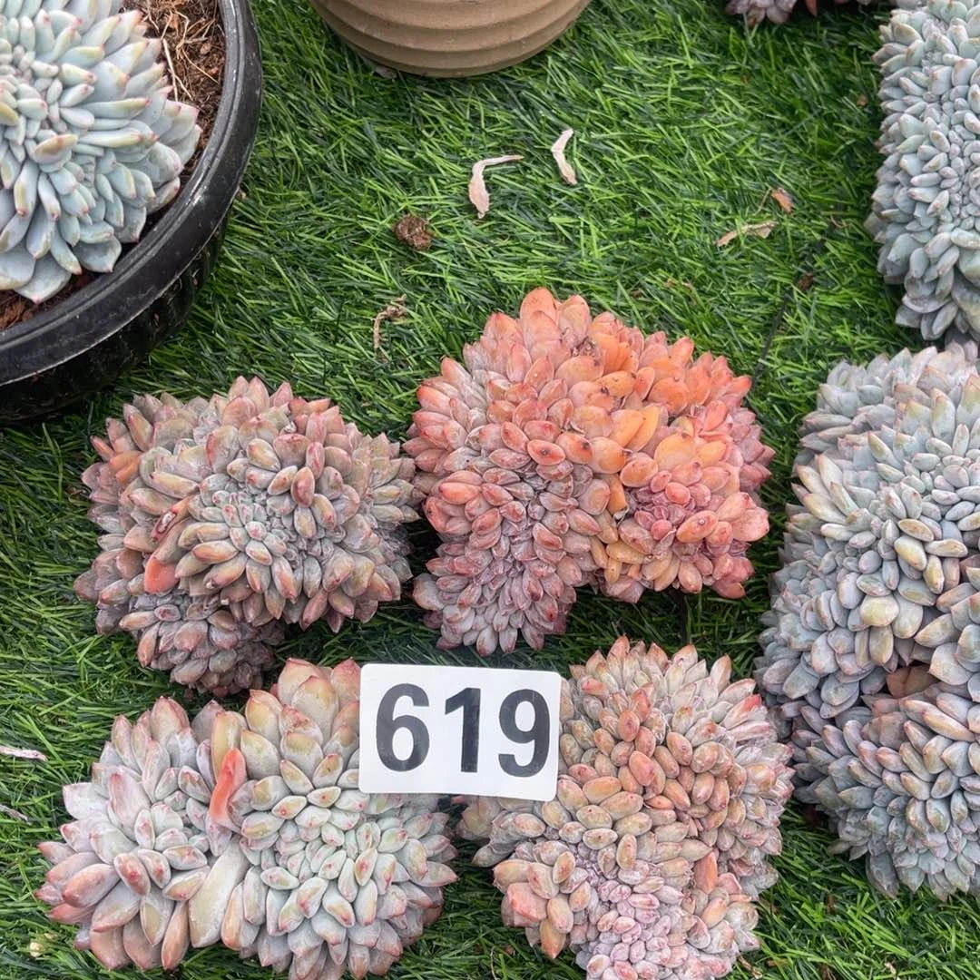 619号148889999980.8