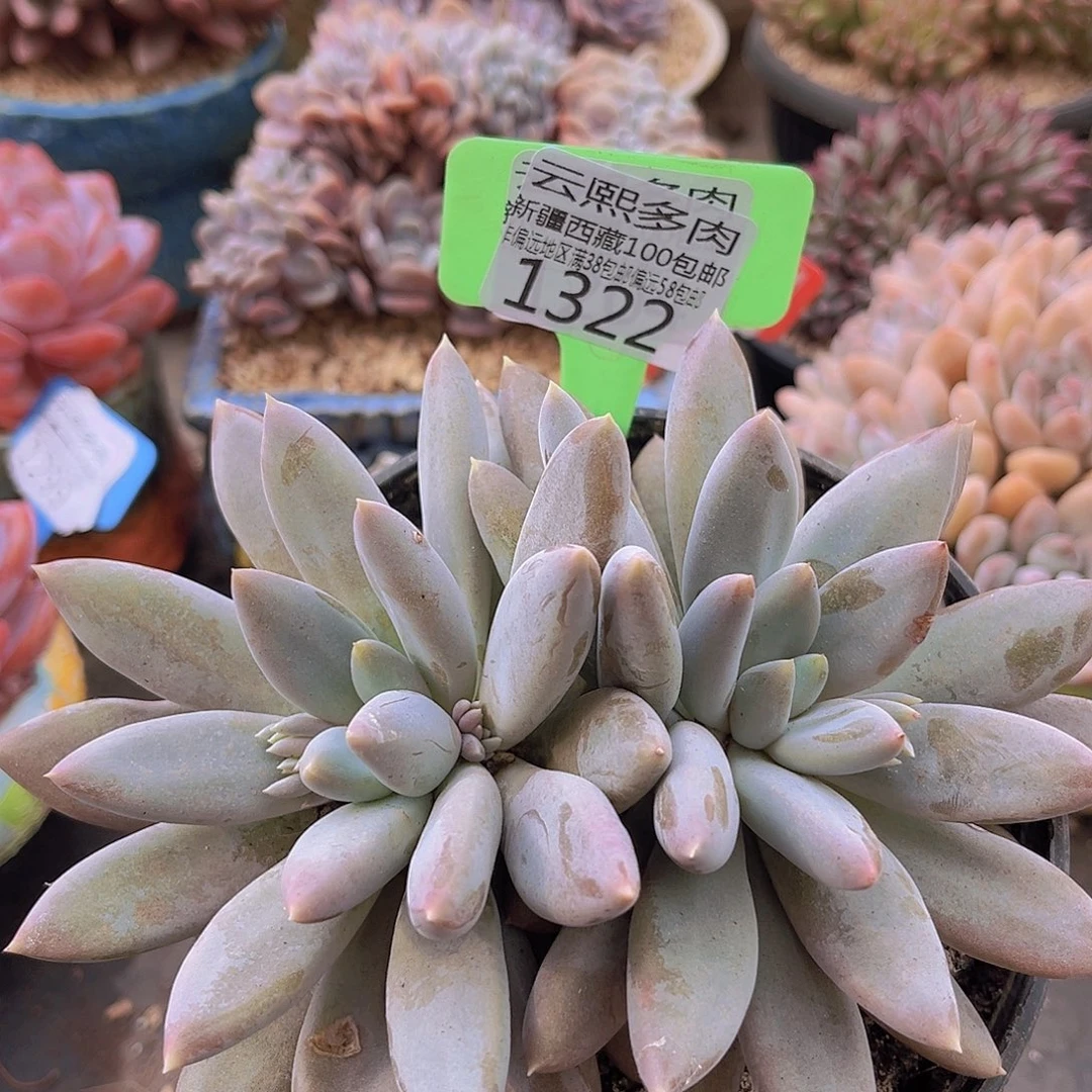 1322哥特萝莉多肉植物
