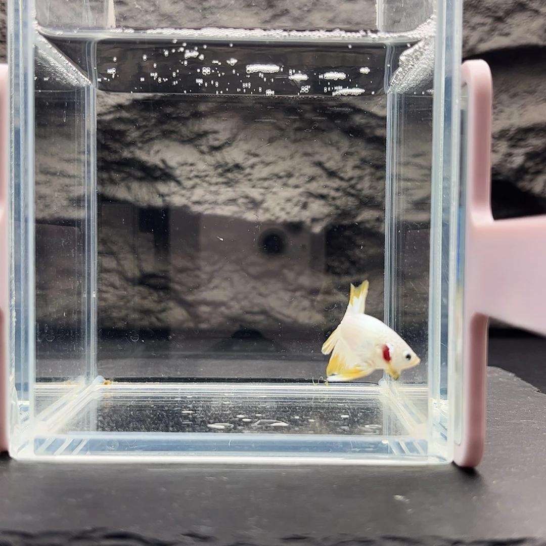 海水鱼宙斯斗鱼竞拍1227
