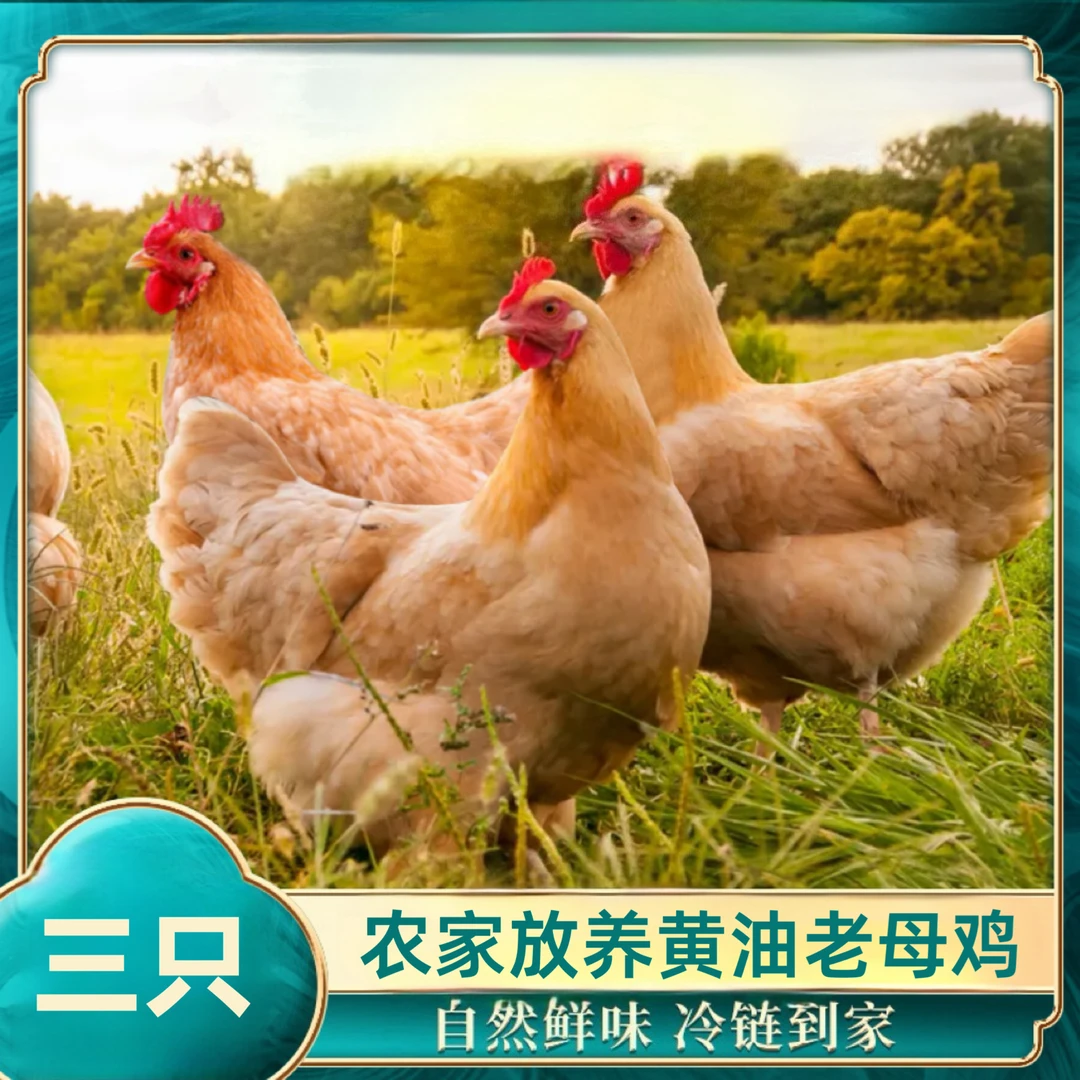 散养黄油老母鸡土鸡 带内脏 3只净重7.5斤（坏单包赔）