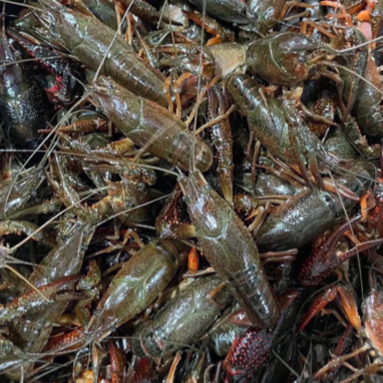 海口同城配送小龙虾，一斤约20左右，1-10斤任意选择(不洗不杀)