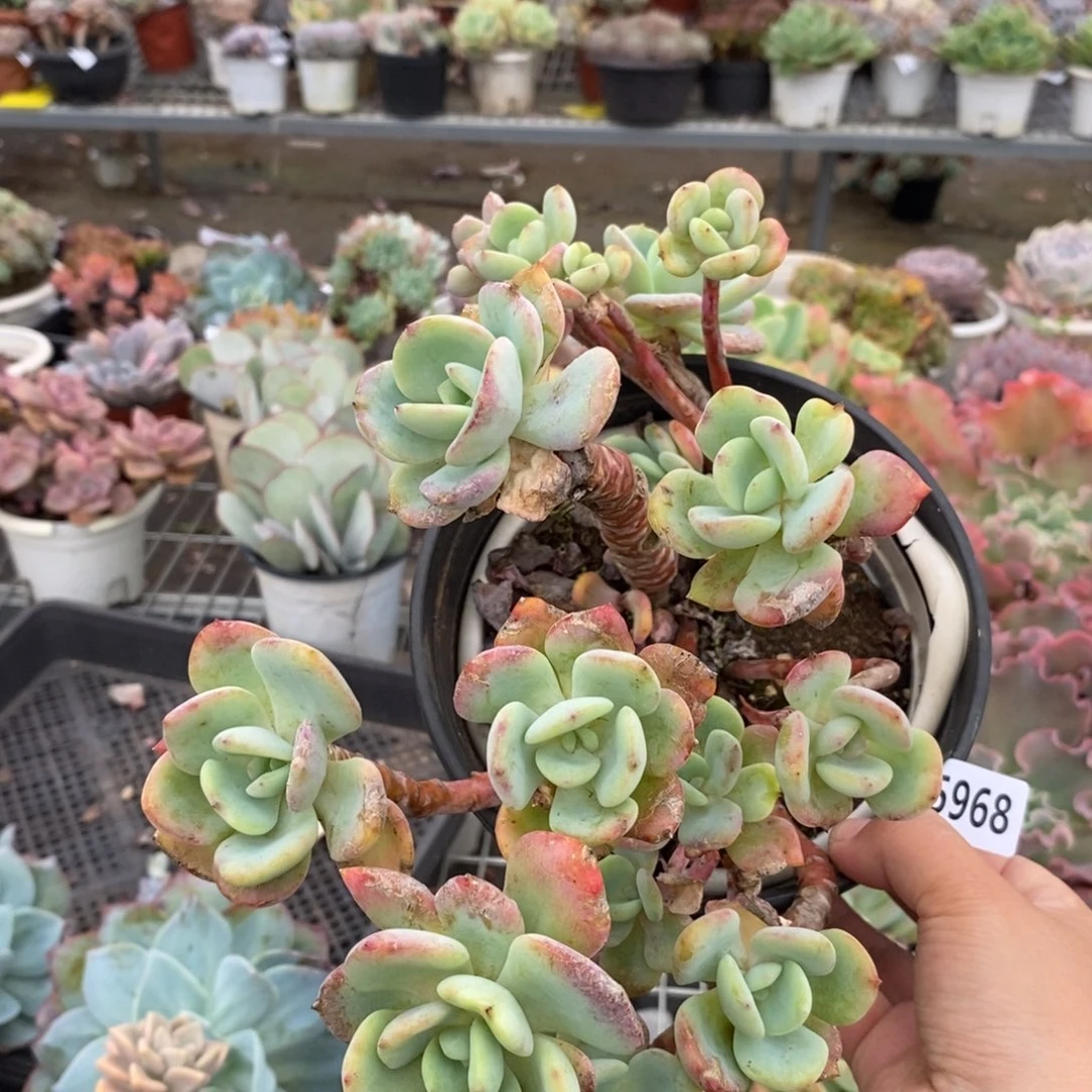 5968白月光一物一拍