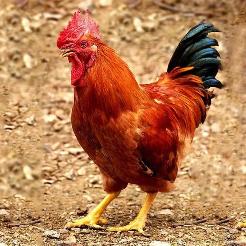 【新人送一只】大公鸡家散养大公鸡 一只公鸡净重3斤-3.5斤