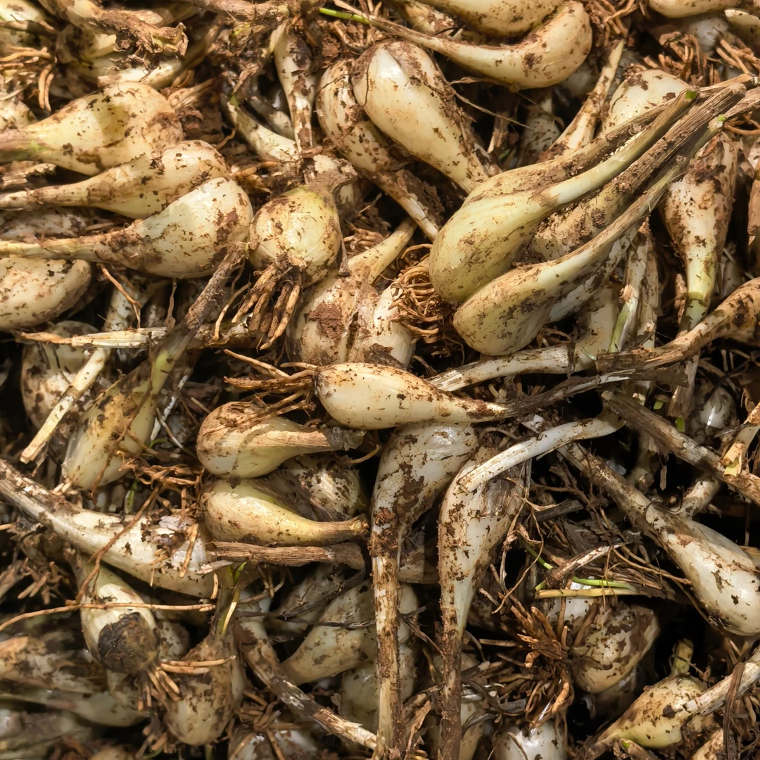 【满妹优选】新化农家蔬菜现挖现发带土藠头顺丰包邮。