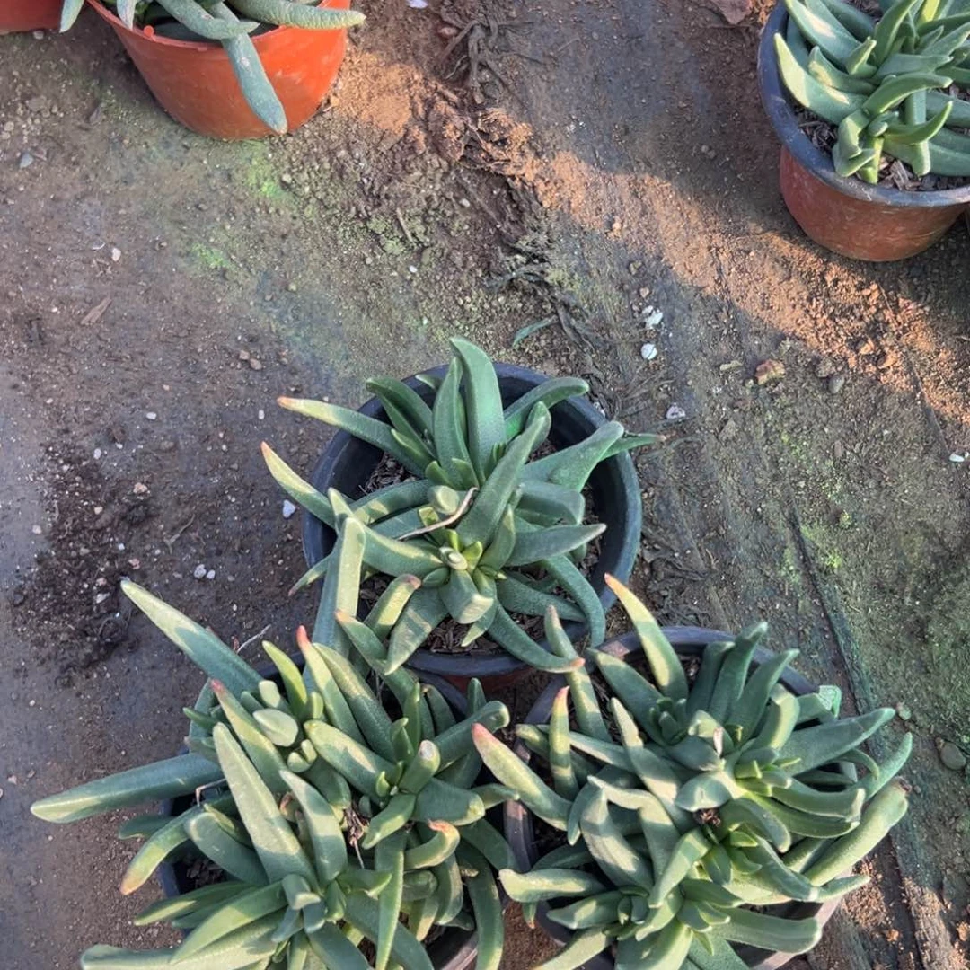 父母哦摸摸我现在在