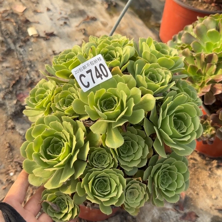 绿羊绒……多肉植物……