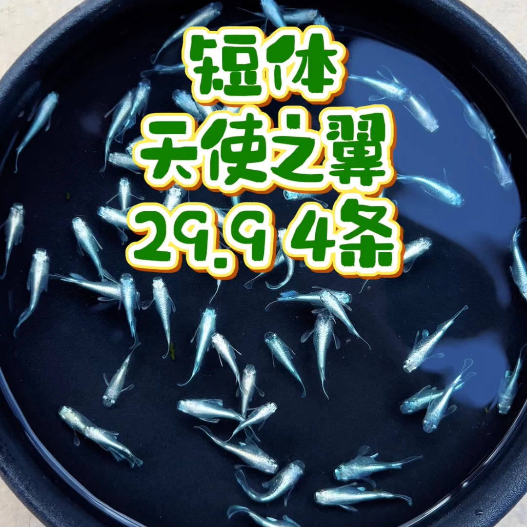 短天使之翼，后代也会出球体！