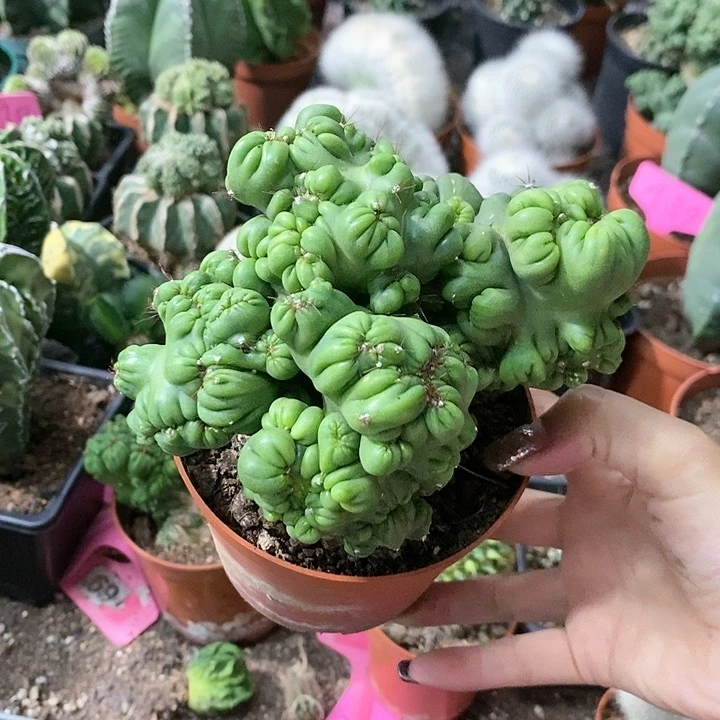 花花草草花花草草
