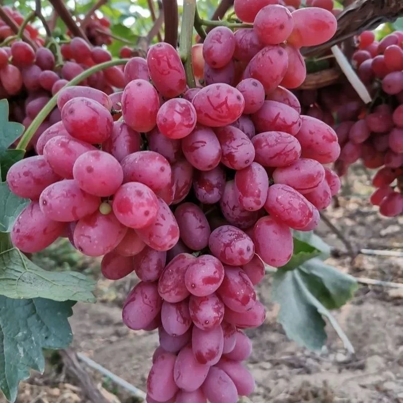 新鲜克伦生无籽红提葡萄