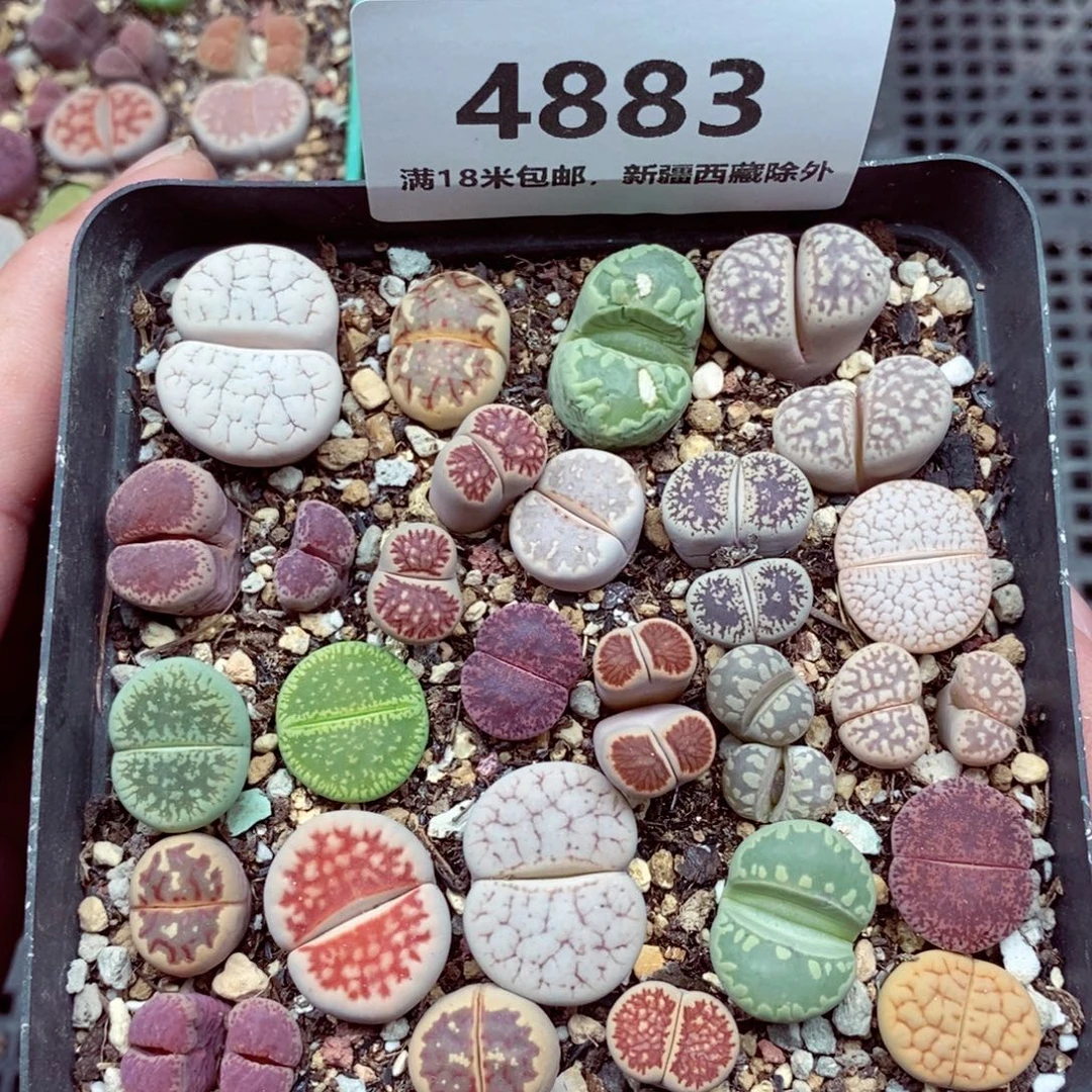 4883。