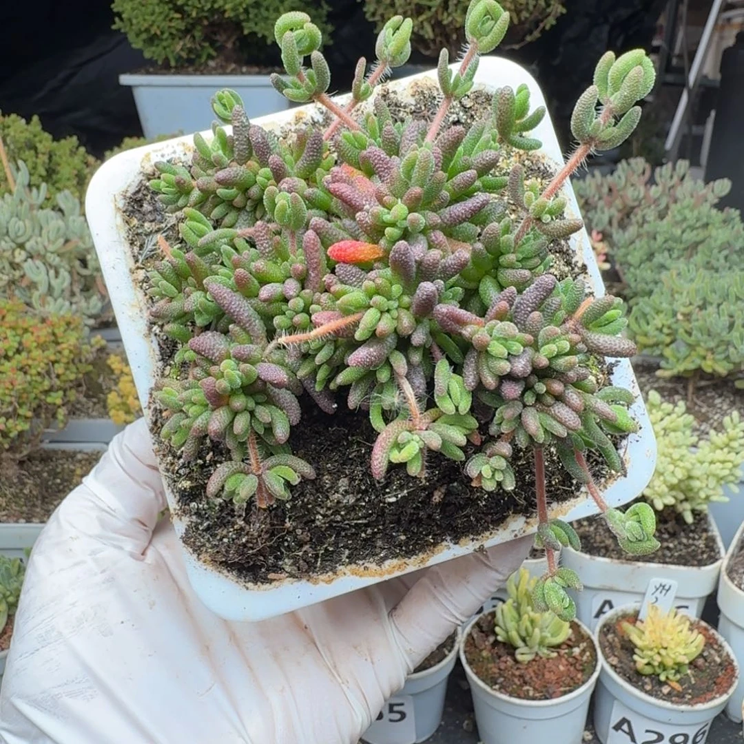 A578狐尾枝干一物一拍