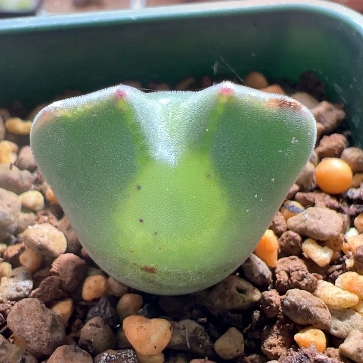 A144. 青蛙种源优选三年大眼空蝉。 八八折后价。专拍。