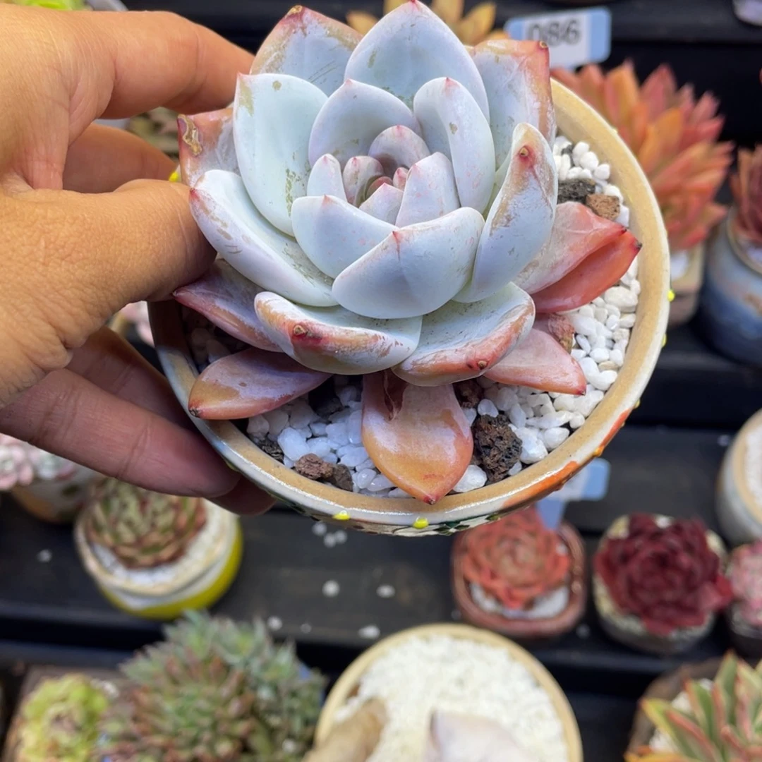 规***姐多肉植物盆栽多肉