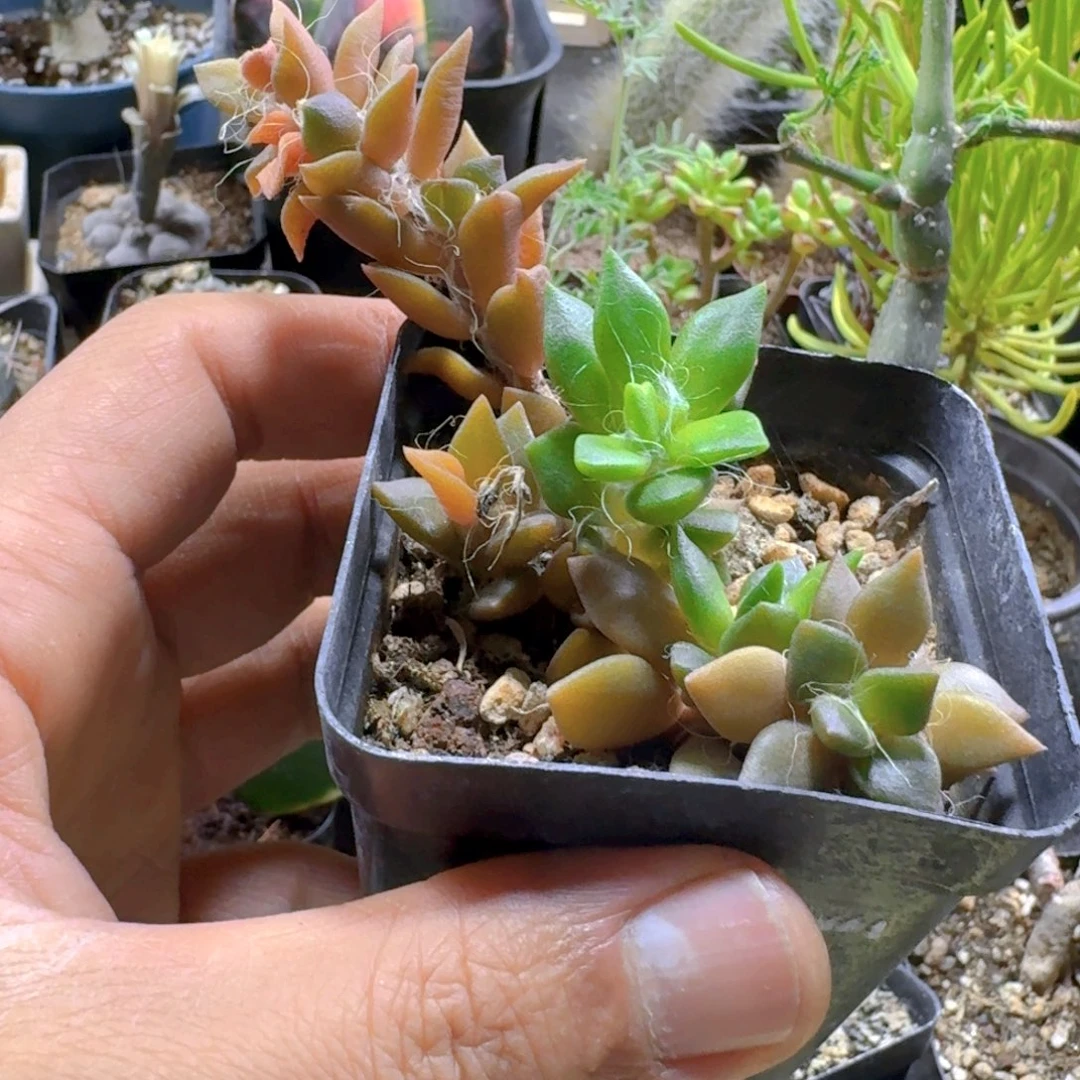 753春梦殿脱土发货